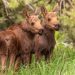 Double the Antlers, Double the Awe: Twin Moose Calves Melt Hearts in Rocky Mountain National Park